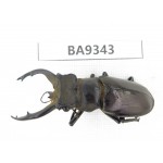 Lucanus sp. China, Tibet, Linzhi, Motuo county. 1M. BA9343.