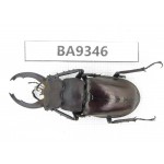 Lucanus fryi. China, Tibet, Linzhi, Motuo county. 1M. BA9346.