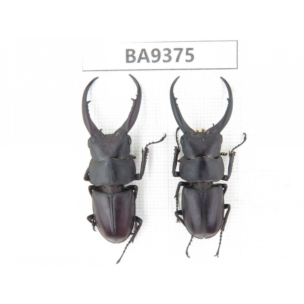 Prosopocoilus sp. China, Guizhou, Qiandongnan, Mt.Leigongshan. 2M. BA9375.