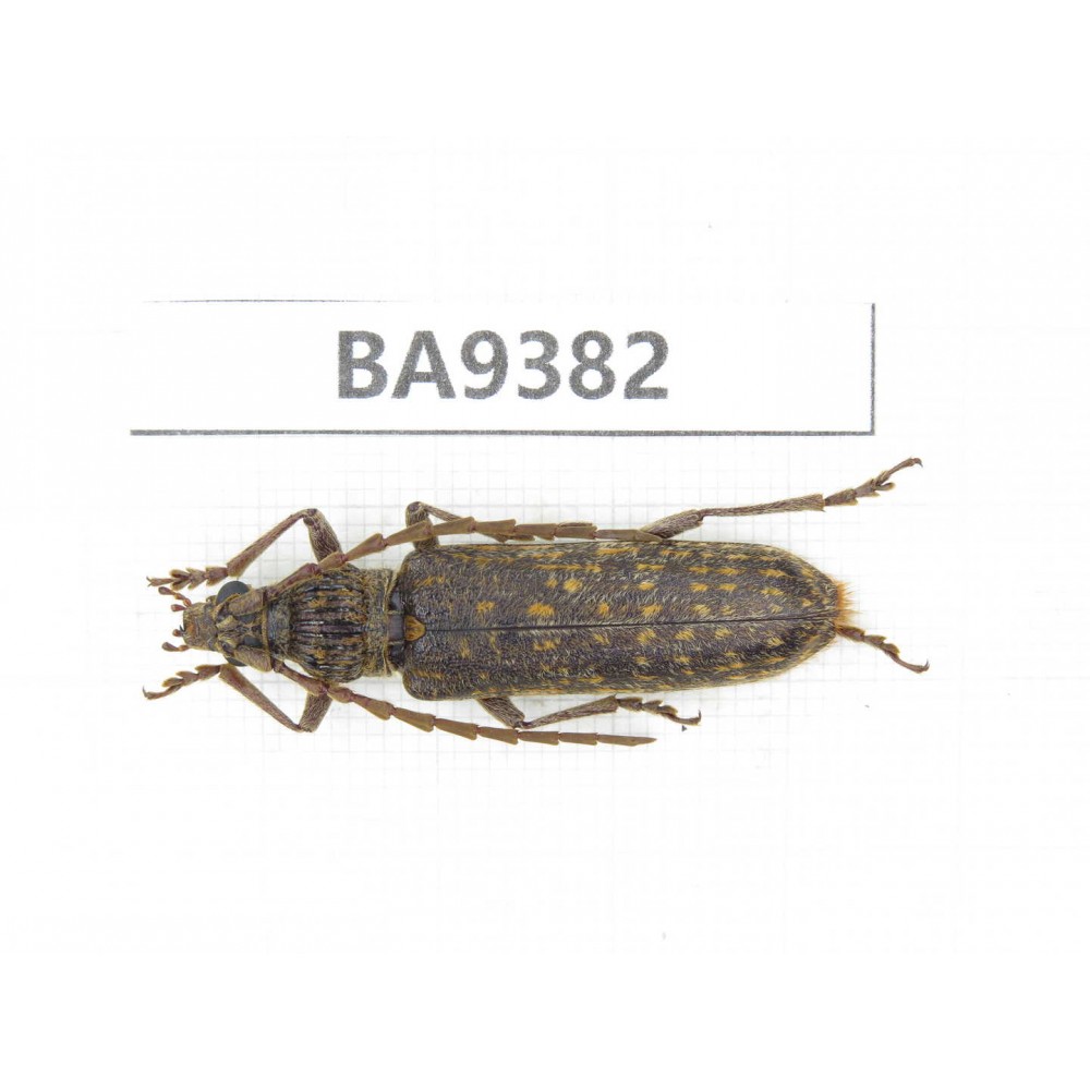 Cerambycidae sp. China, Guizhou, Qiandongnan, Mt.Leigongshan. 1Pcs. BA9382.