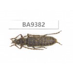 Cerambycidae sp. China, Guizhou, Qiandongnan, Mt.Leigongshan. 1Pcs. BA9382.