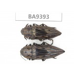 Buprestidae sp. China, Guizhou, Qiandongnan, Mt.Leigongshan. 2Pcs. BA9393.