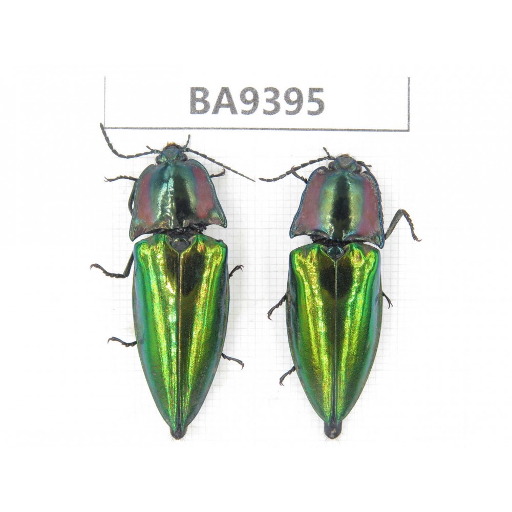 Elateridae sp. China, Guizhou, Qiandongnan, Mt.Leigongshan. 2Pcs. BA9395.