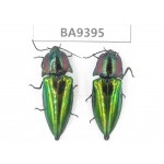 Elateridae sp. China, Guizhou, Qiandongnan, Mt.Leigongshan. 2Pcs. BA9395.