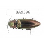 Elateridae sp. China, Guizhou, Qiandongnan, Mt.Leigongshan. 1Pcs. BA9396.