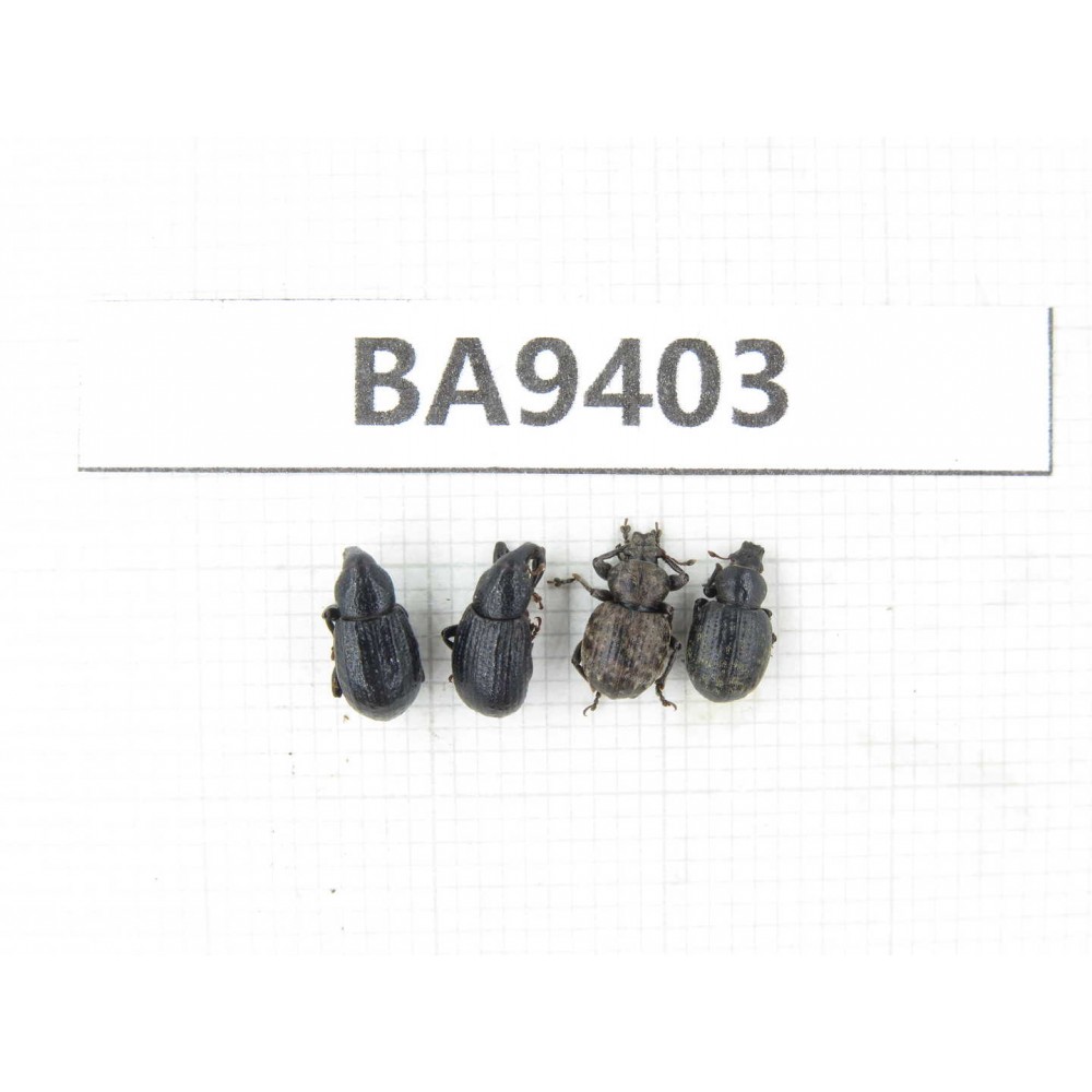 Curculionidae sp. China, Tibet, Linzhi, Mt.Serkyla. 4Pcs. BA9403.