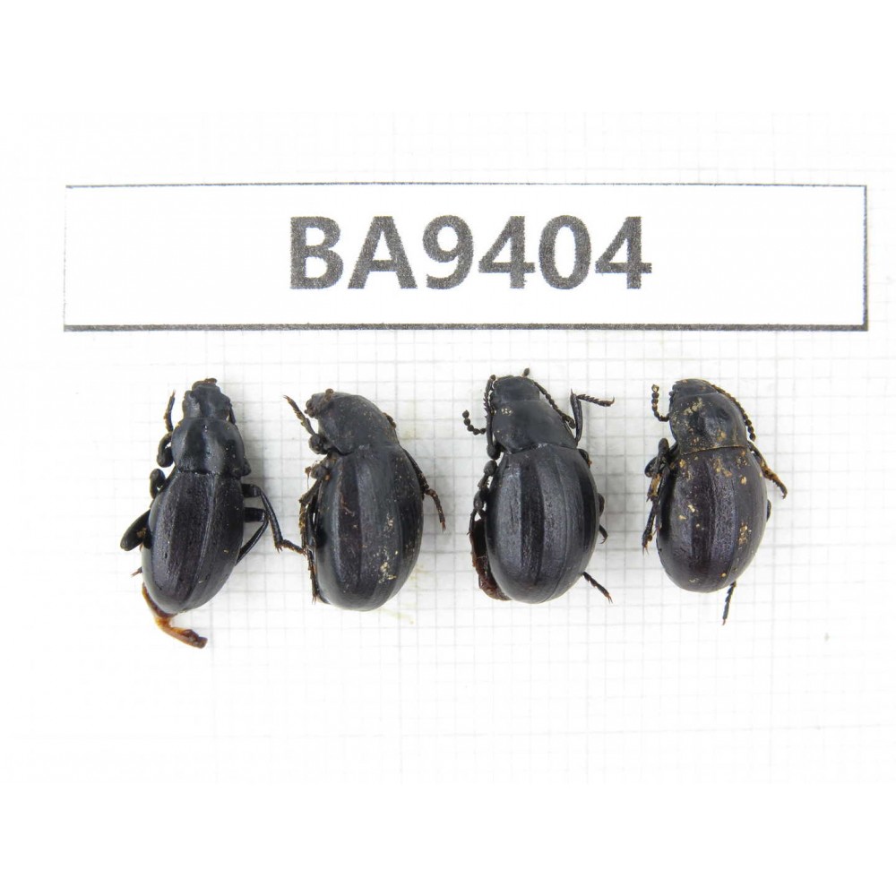Carabidae sp. China, Tibet, Linzhi, Mt.Serkyla. 4Pcs. BA9404.