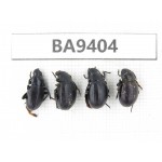 Carabidae sp. China, Tibet, Linzhi, Mt.Serkyla. 4Pcs. BA9404.