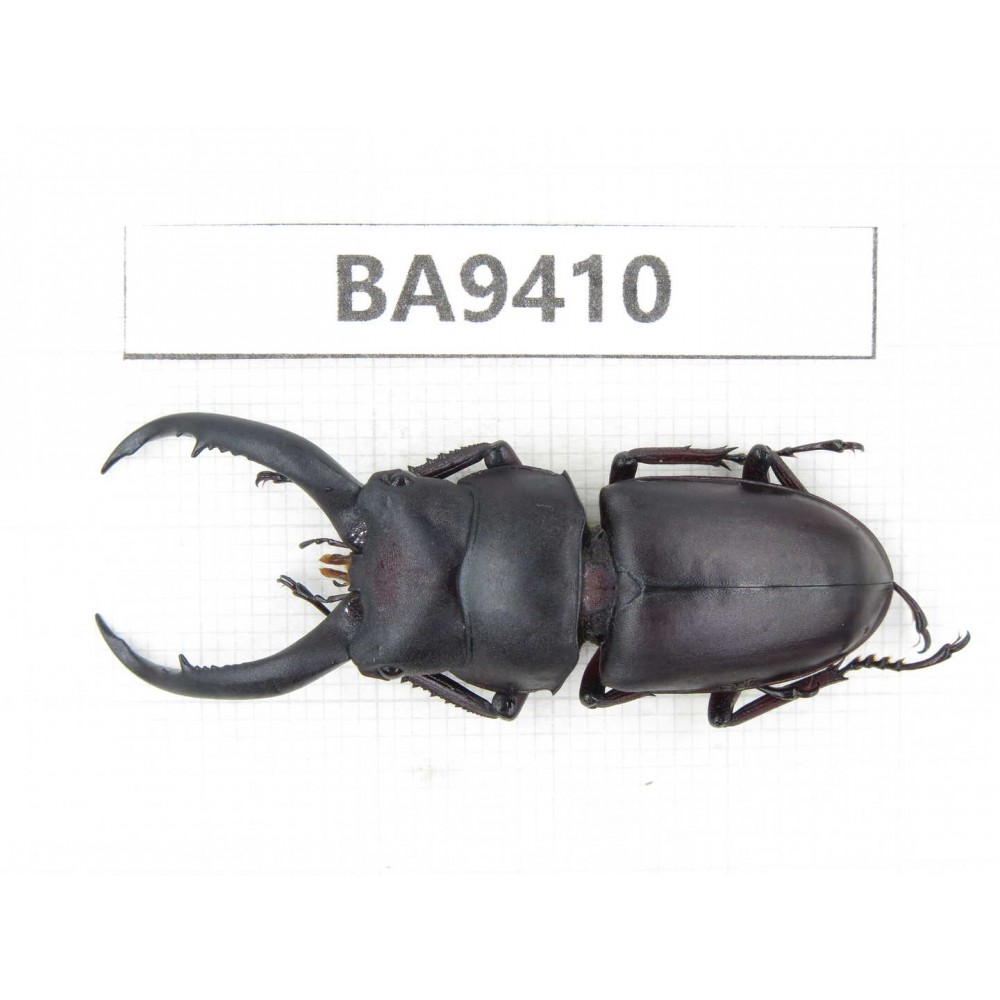 Prosopocoilus sp. China, Yunnan, Honghe, Pingbian county. 1M. BA9410.