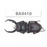 Prosopocoilus sp. China, Yunnan, Honghe, Pingbian county. 1M. BA9410.