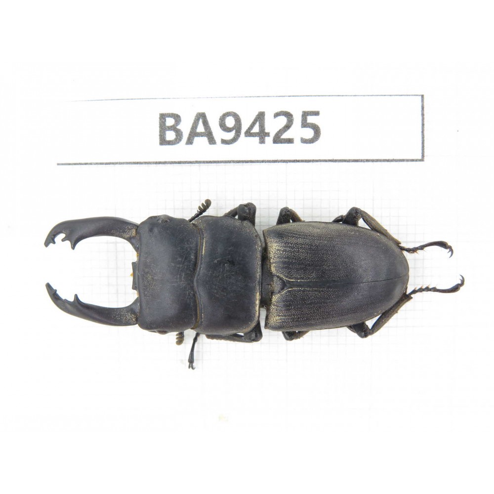 Dorcus sp. China, Yunnan, Honghe, Pingbian county. 1M. BA9425.