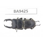 Dorcus sp. China, Yunnan, Honghe, Pingbian county. 1M. BA9425.