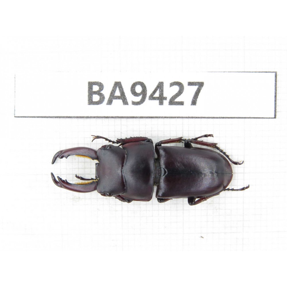 Dorcus sp. China, Yunnan, Honghe, Pingbian county. 1M. BA9427.
