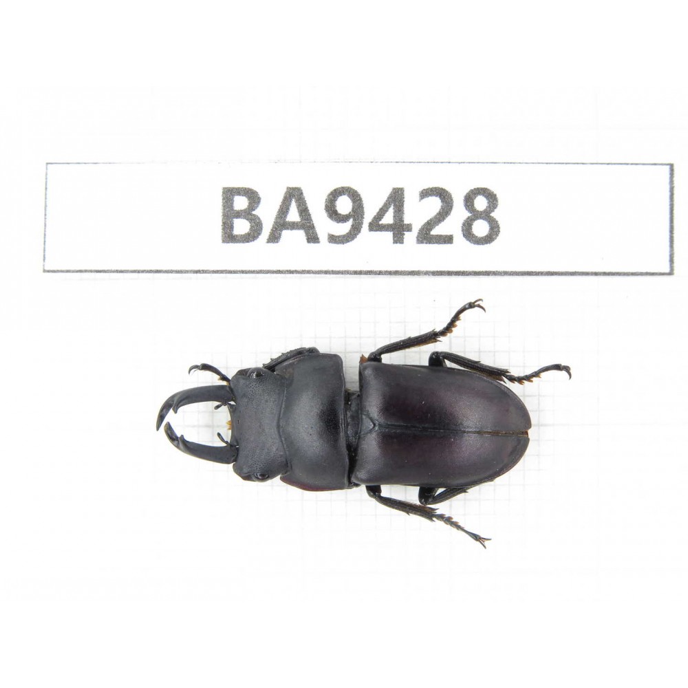 Dorcus sp. China, Yunnan, Honghe, Pingbian county. 1M. BA9428.