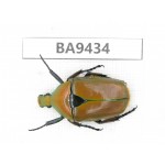 Cetoniidae sp. China, Yunnan, Honghe, Pingbian county. 1Pcs. BA9434.