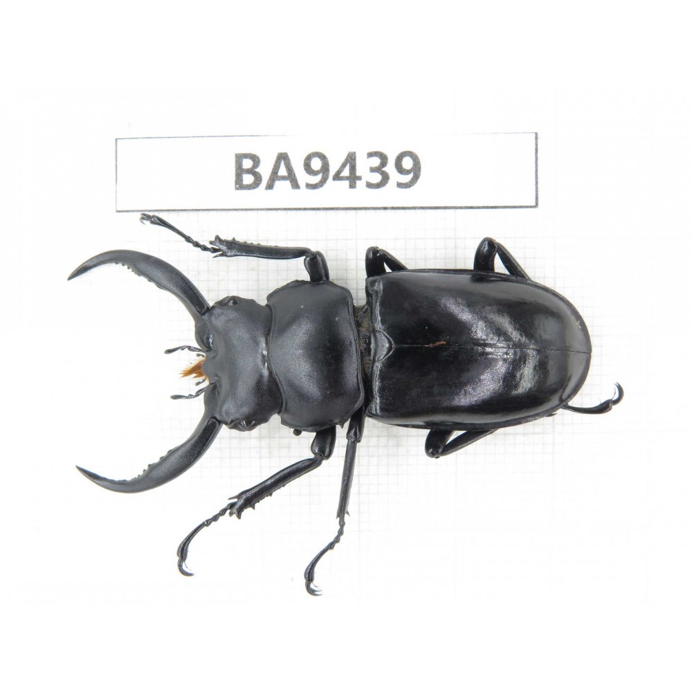 Rhaetus westwoodi kazumiae. Myanmar, Kechin, Nanse (N of Mt.Gaoligongshan). 1M. BA9439.