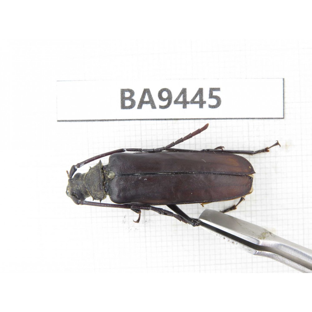 Cerambycidae sp. Myanmar, Kechin, Nanse (N of Mt.Gaoligongshan). 1Pcs. BA9445.