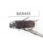 Cerambycidae sp. Myanmar, Kechin, Nanse (N of Mt.Gaoligongshan). 1Pcs. BA9445.