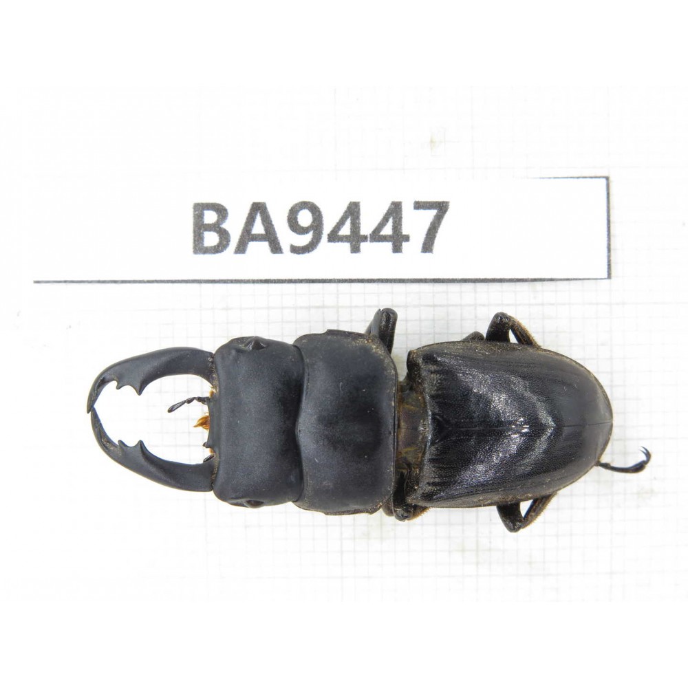 Dorcus sp. Myanmar, Kechin, Nanse (N of Mt.Gaoligongshan). 1M. BA9447.