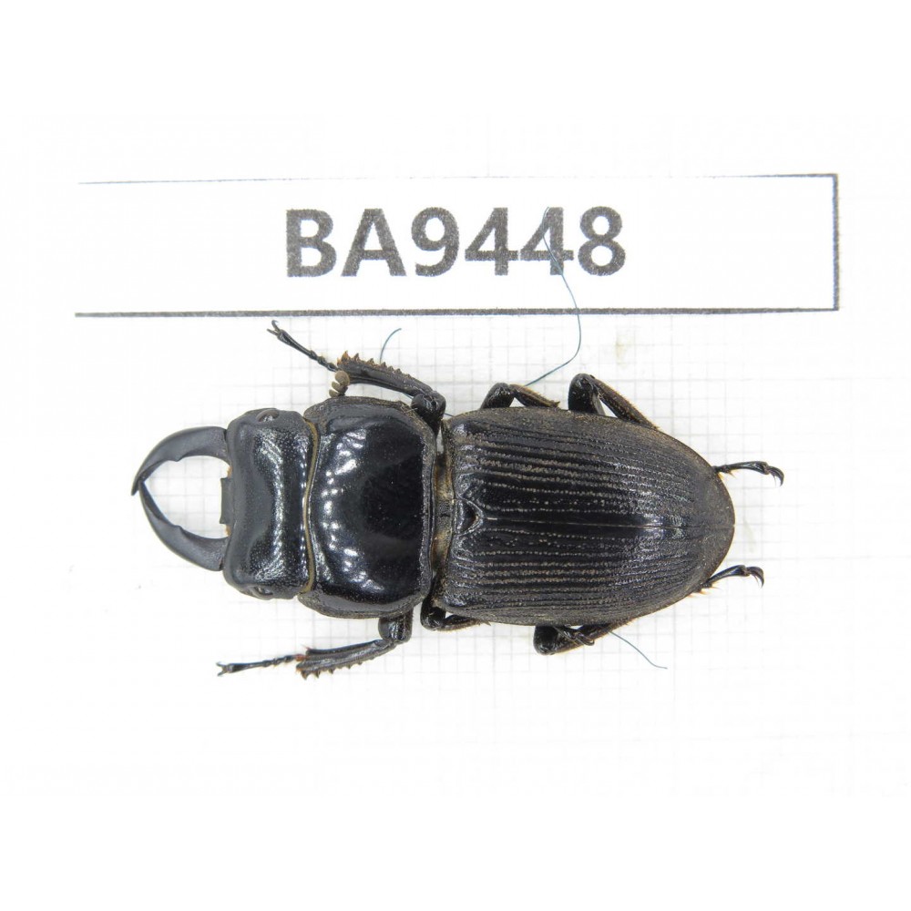 Dorcus sp. Myanmar, Kechin, Nanse (N of Mt.Gaoligongshan). 1M. BA9448.