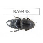 Dorcus sp. Myanmar, Kechin, Nanse (N of Mt.Gaoligongshan). 1M. BA9448.