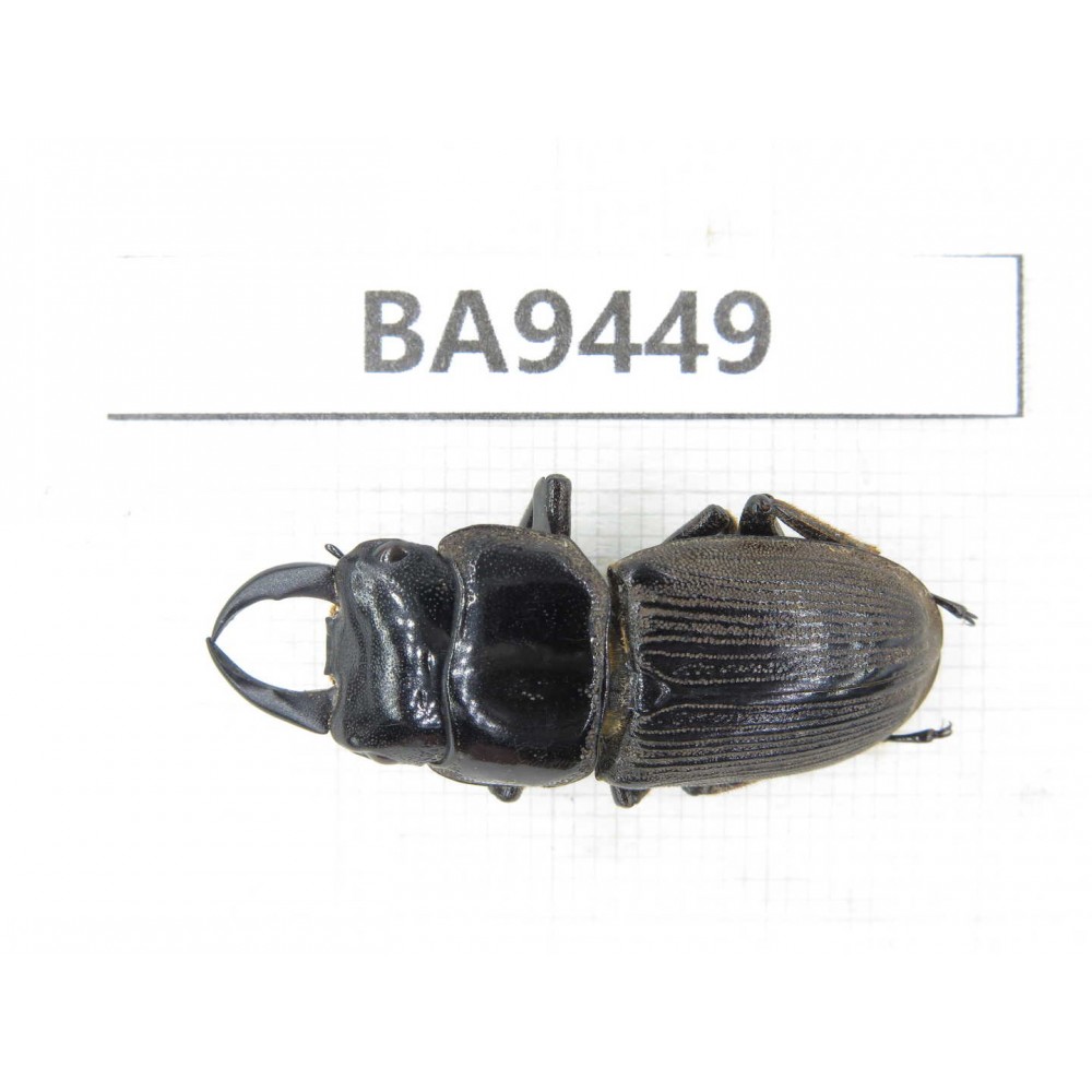 Dorcus sp. Myanmar, Kechin, Nanse (N of Mt.Gaoligongshan). 1M. BA9449.