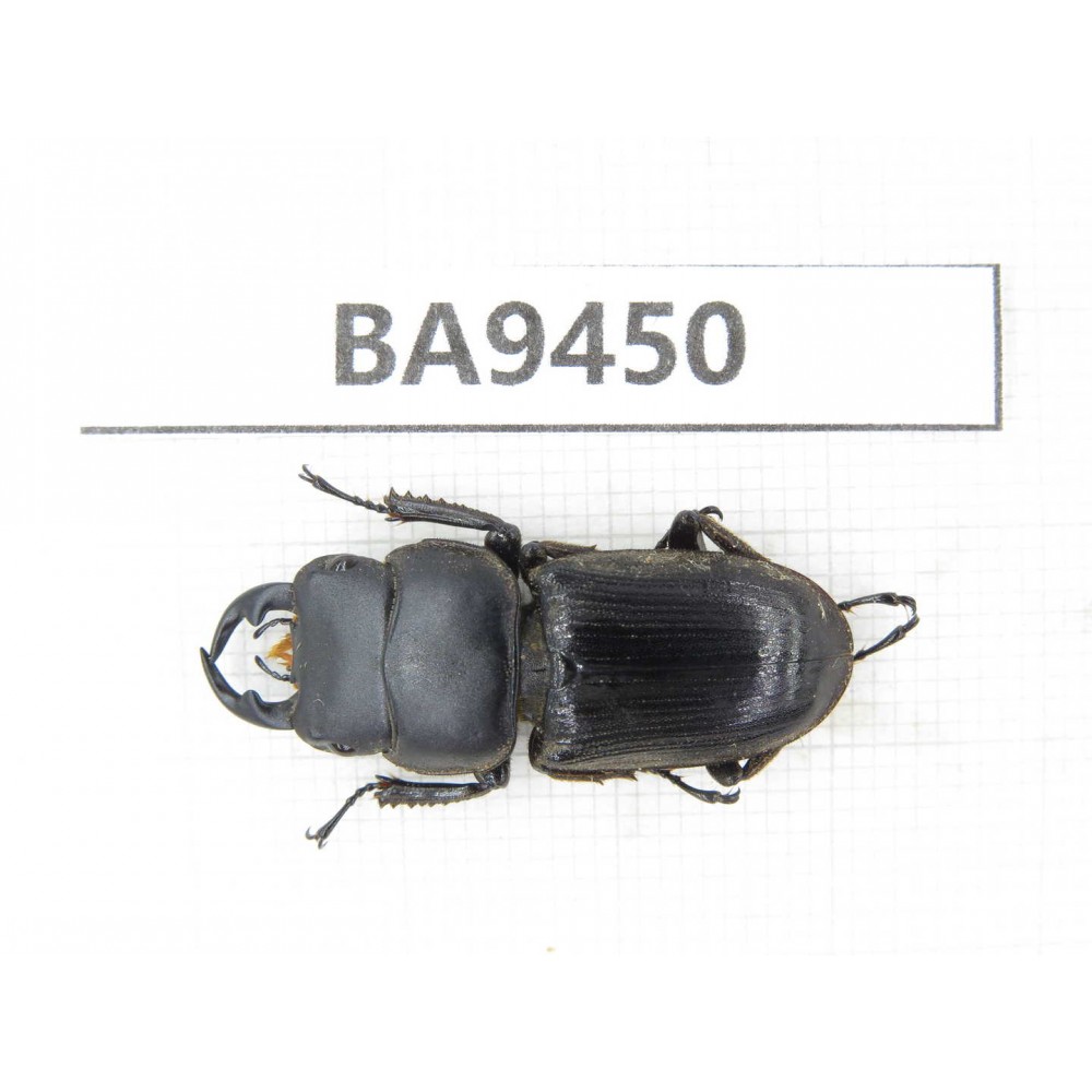 Dorcus sp. Myanmar, Kechin, Nanse (N of Mt.Gaoligongshan). 1M. BA9450.