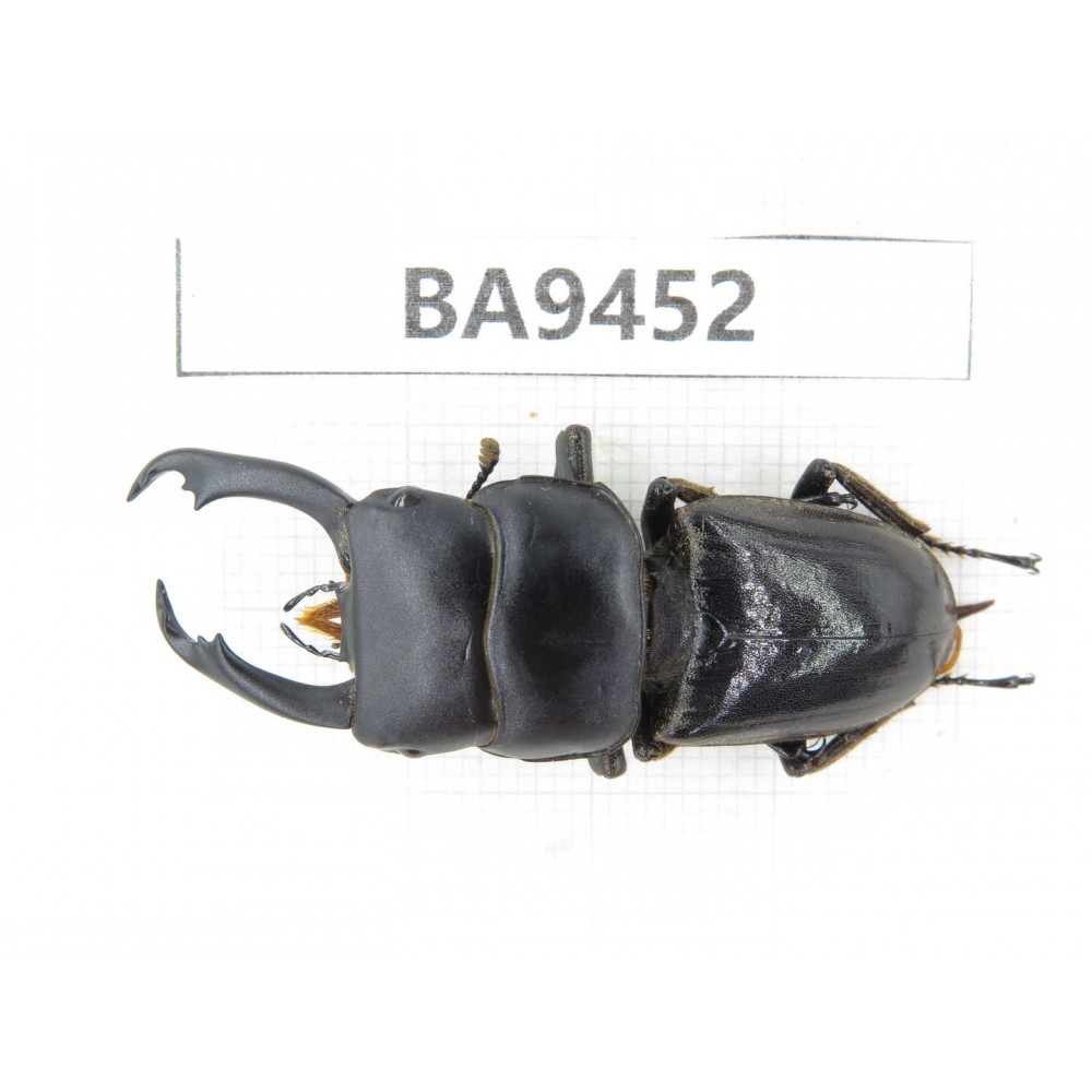 Dorcus sp. Myanmar, Kechin, Nanse (N of Mt.Gaoligongshan). 1M. BA9452.