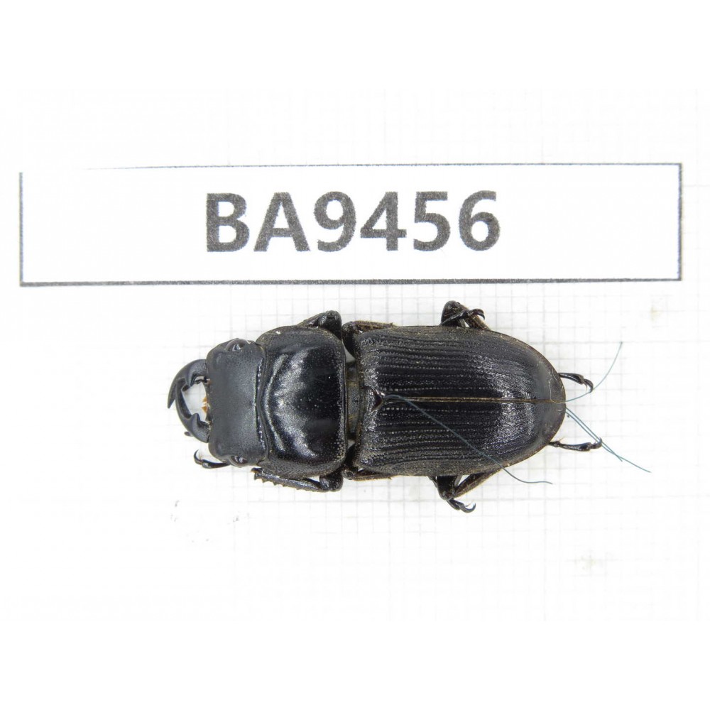 Dorcus sp. Myanmar, Kechin, Nanse (N of Mt.Gaoligongshan). 1M. BA9456.