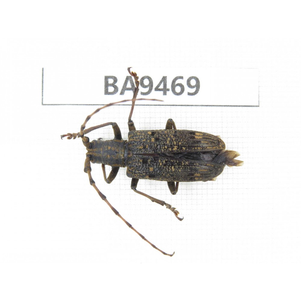 Cerambycidae sp. China, Yunnan, Nujiang, Fugong county. 1Pcs. BA9469.