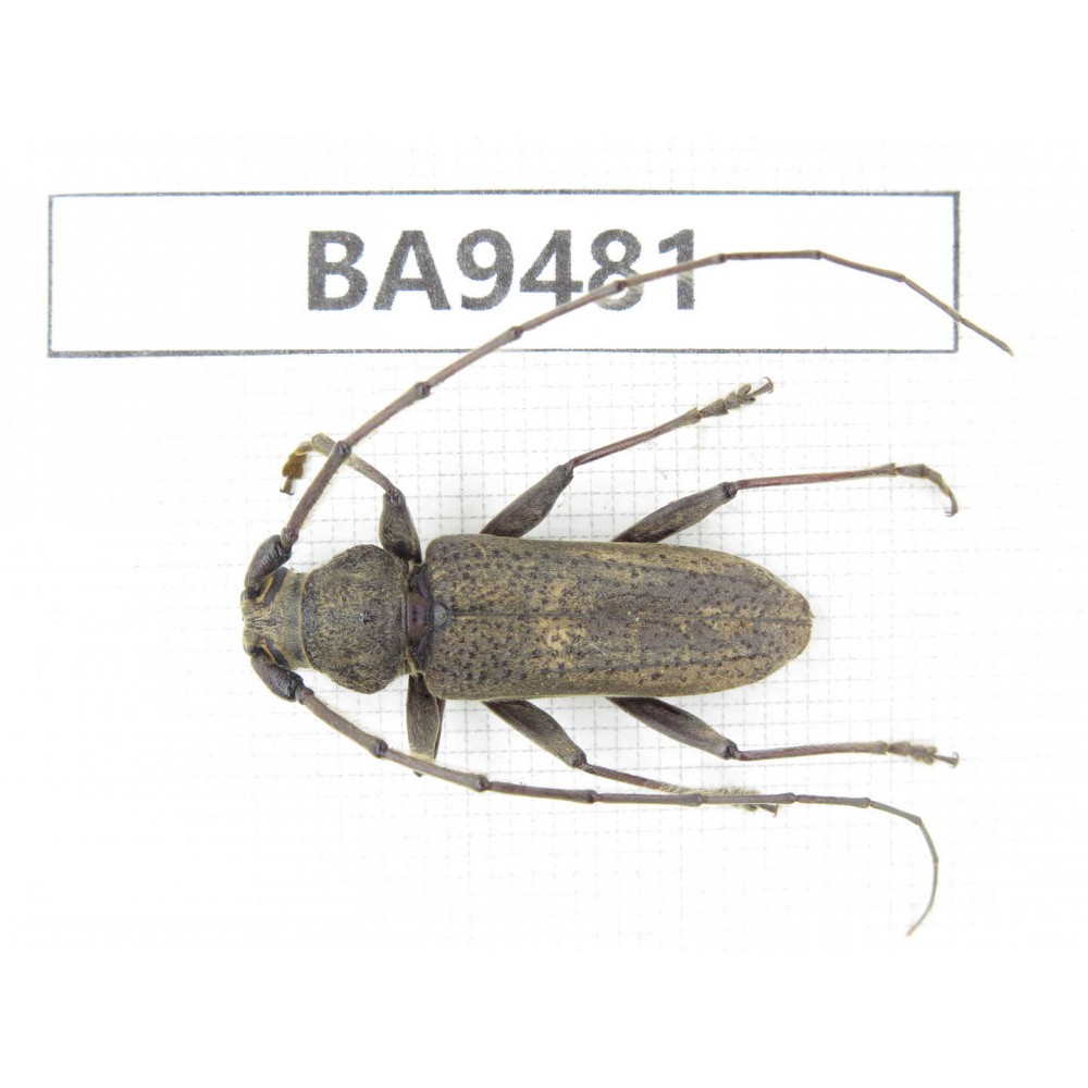 Cerambycidae sp. China, Yunnan, Chuxiong, Shuangbai county (N of Mt.Ailaoshan). 1Pcs. BA9481.