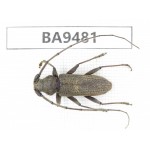 Cerambycidae sp. China, Yunnan, Chuxiong, Shuangbai county (N of Mt.Ailaoshan). 1Pcs. BA9481.