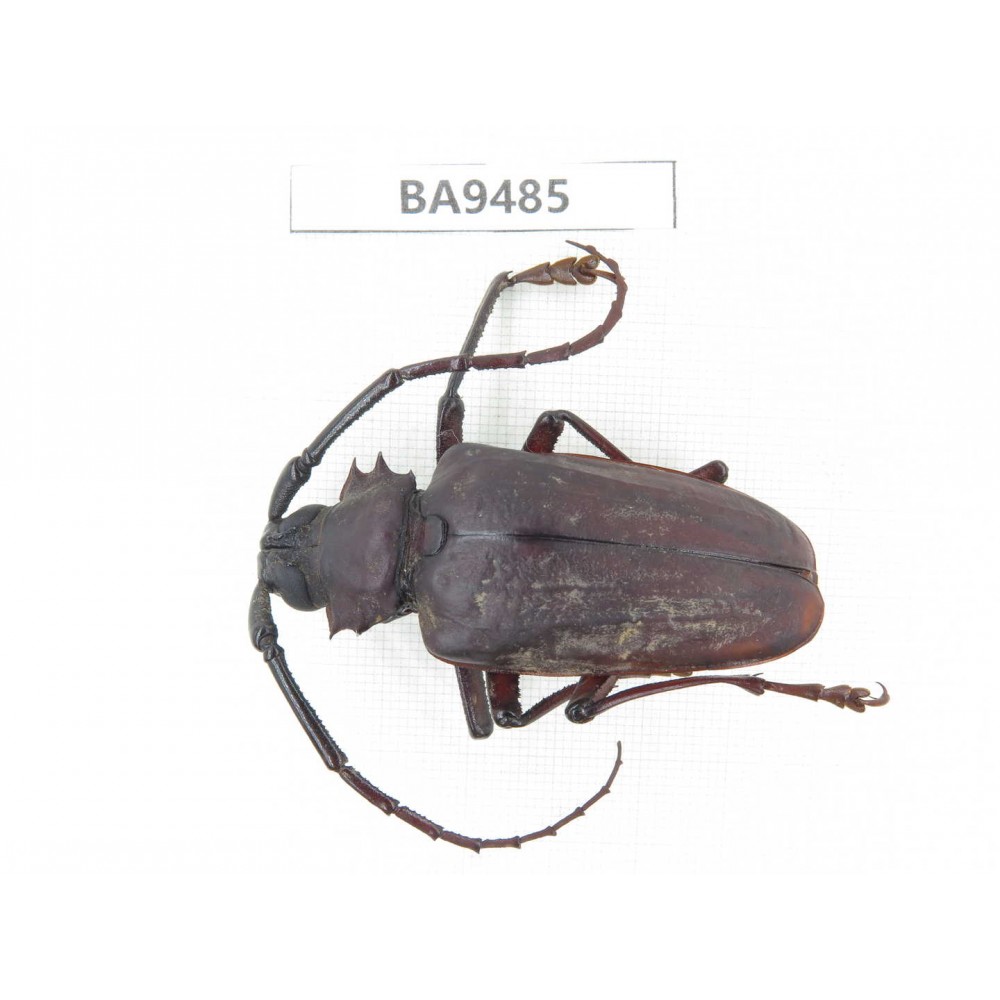 Cerambycidae sp. China, Yunnan, Chuxiong, Shuangbai county (N of Mt.Ailaoshan). 1Pcs. BA9485.