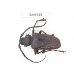 Cerambycidae sp. China, Yunnan, Chuxiong, Shuangbai county (N of Mt.Ailaoshan). 1Pcs. BA9485.