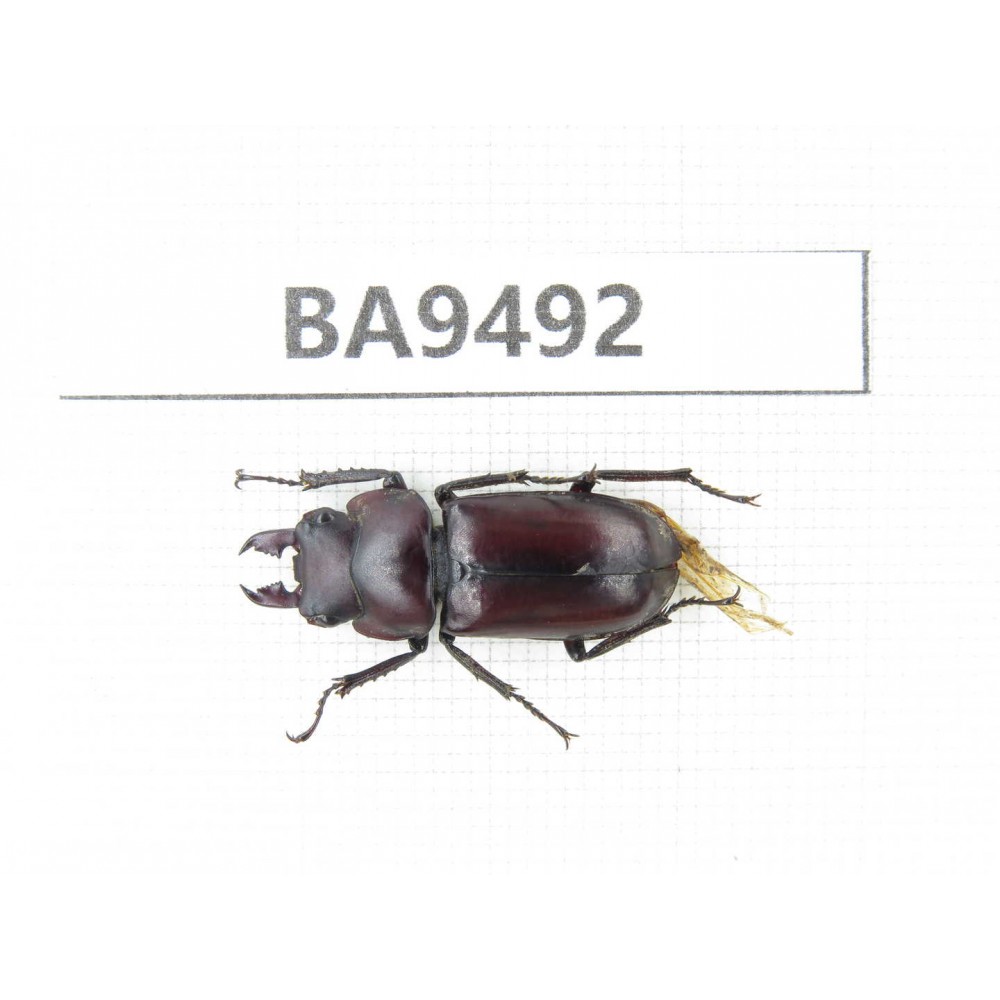 Dorcus sp. China, Yunnan, Chuxiong, Shuangbai county (N of Mt.Ailaoshan). 1M. BA9492.
