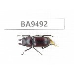 Dorcus sp. China, Yunnan, Chuxiong, Shuangbai county (N of Mt.Ailaoshan). 1M. BA9492.