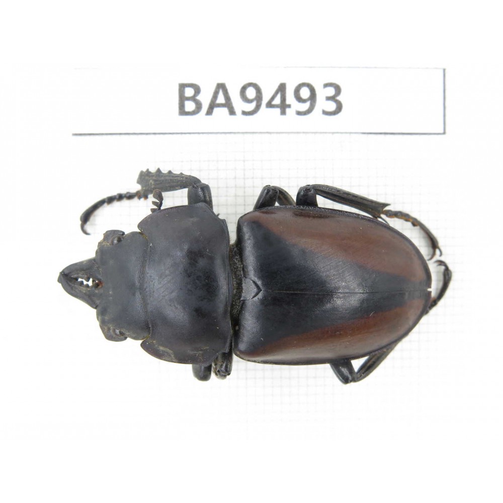 Neolucanus sp. China, Yunnan, Chuxiong, Shuangbai county (N of Mt.Ailaoshan). 1M. BA9493.