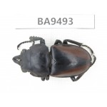 Neolucanus sp. China, Yunnan, Chuxiong, Shuangbai county (N of Mt.Ailaoshan). 1M. BA9493.