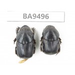 Geotrupidae sp. China, Yunnan, Chuxiong, Shuangbai county (N of Mt.Ailaoshan). 2Pcs. BA9496.