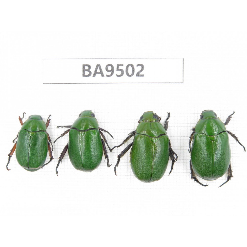 Rutelidae sp. China, Tibet, Xigaze, Dingjie county, Chentang valley. 4Pcs. BA9502.