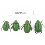Rutelidae sp. China, Tibet, Xigaze, Dingjie county, Chentang valley. 4Pcs. BA9502.