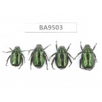 Rutelidae sp. China, Tibet, Xigaze, Dingjie county, Chentang valley. 4Pcs. BA9503.