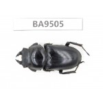 Dorcus sp. China, Tibet, Xigaze, Dingjie county, Chentang valley. 1F. BA9505.