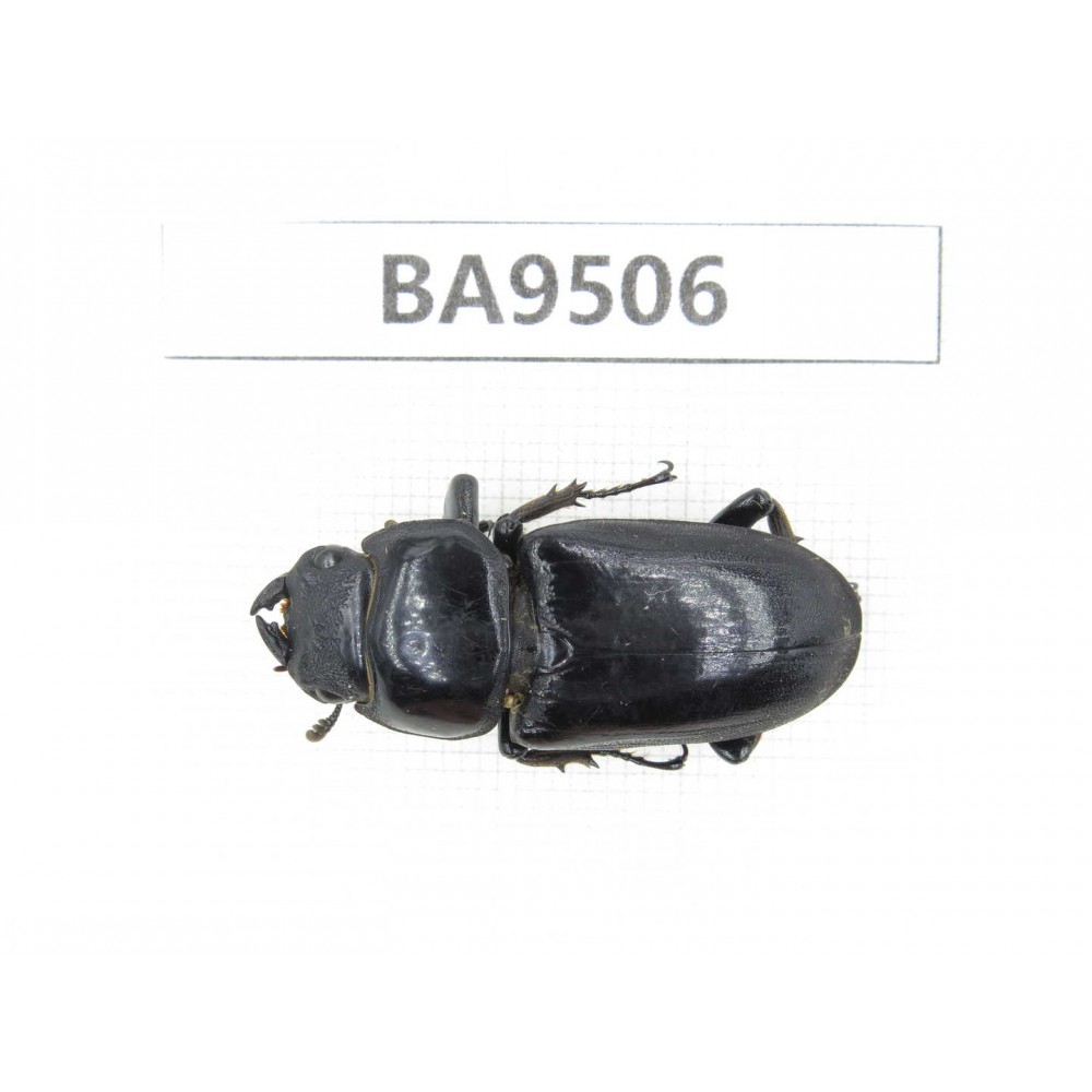 Dorcus sp. China, Tibet, Xigaze, Dingjie county, Chentang valley. 1F. BA9506.