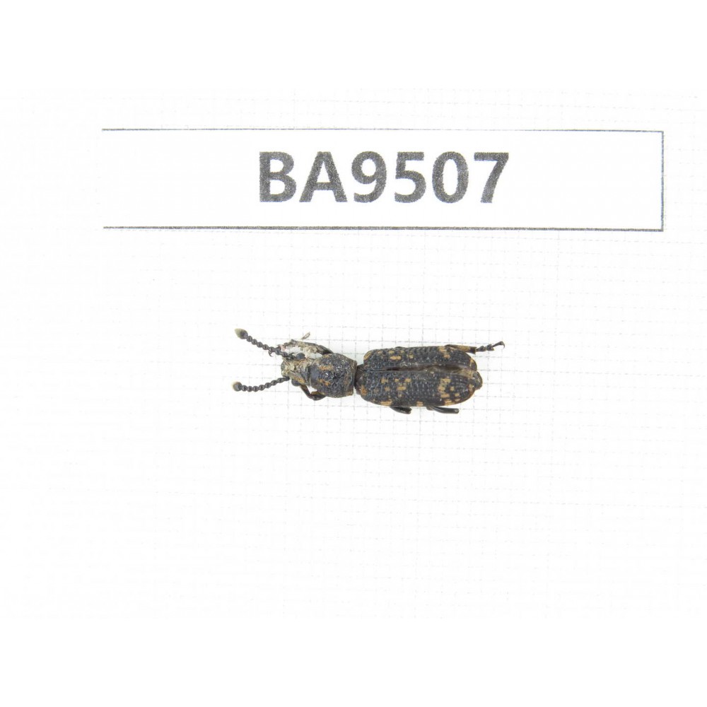 Curculionidae sp. China, Tibet, Xigaze, Dingjie county, Chentang valley. 1Pcs. BA9507.