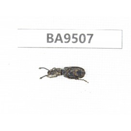 Curculionidae sp. China, Tibet, Xigaze, Dingjie county, Chentang valley. 1Pcs. BA9507.