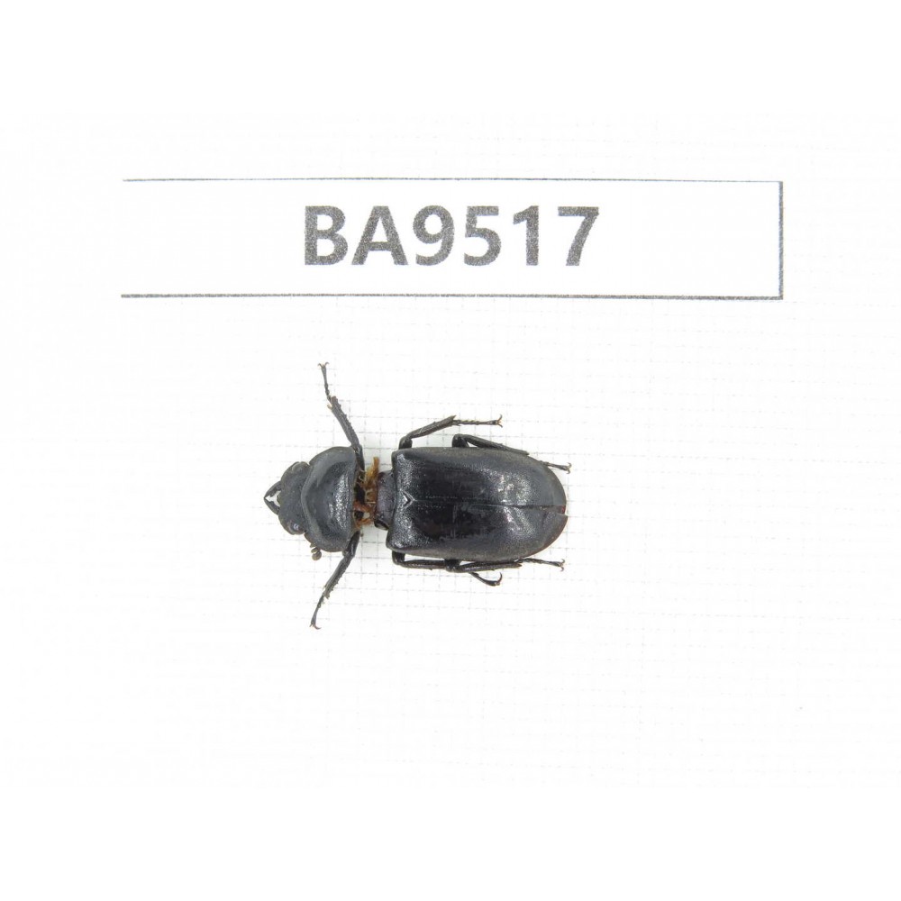Dorcus sp. China, Tibet, Linzhi, Bomi county. 1F. BA9517.