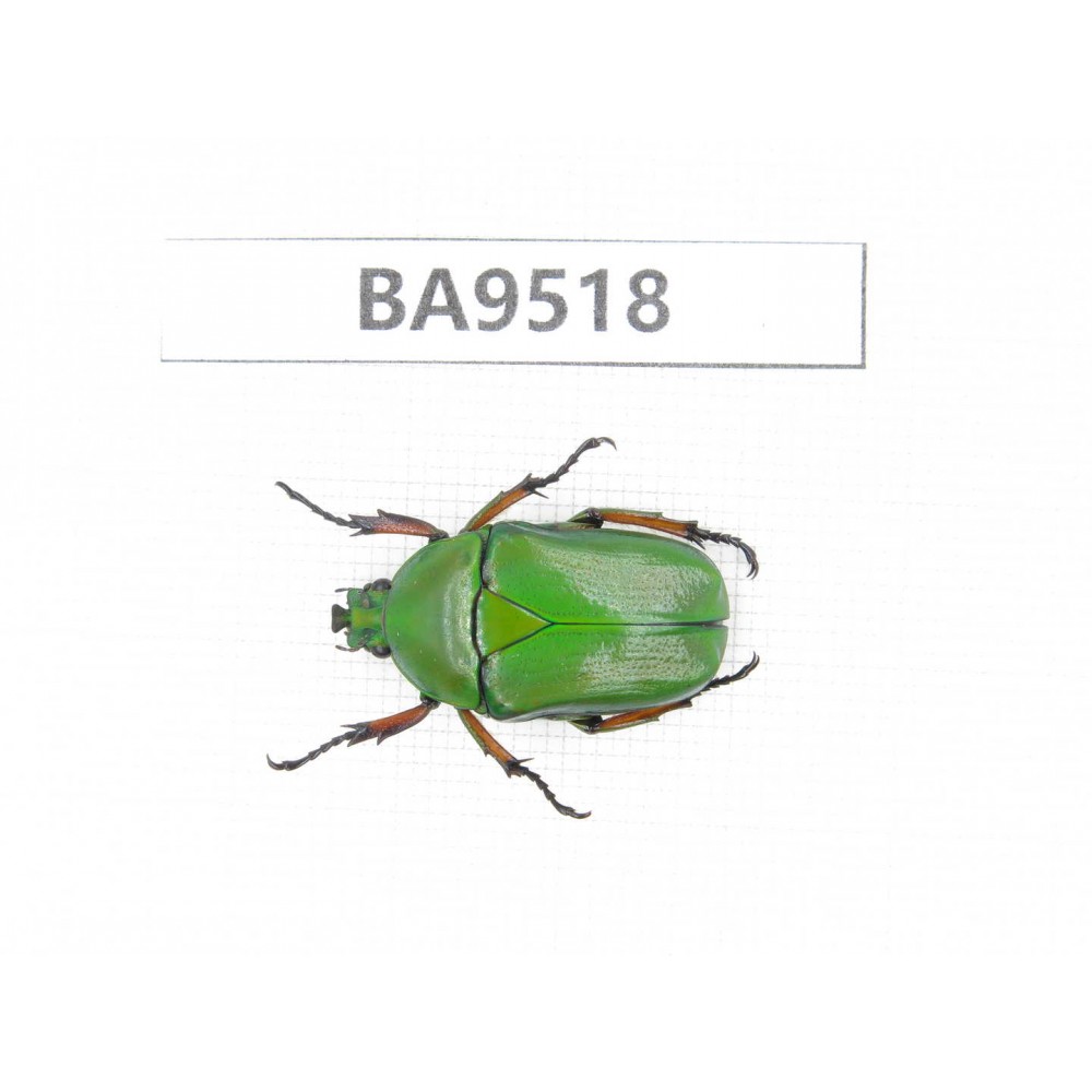 Cetoniidae sp. China, Tibet, Linzhi, Bomi county. 1Pcs. BA9518.