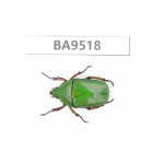 Cetoniidae sp. China, Tibet, Linzhi, Bomi county. 1Pcs. BA9518.