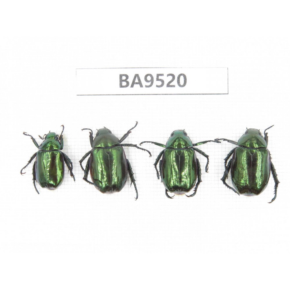 Rutelidae sp. China, Tibet, Linzhi, Bomi county. 4Pcs. BA9520.